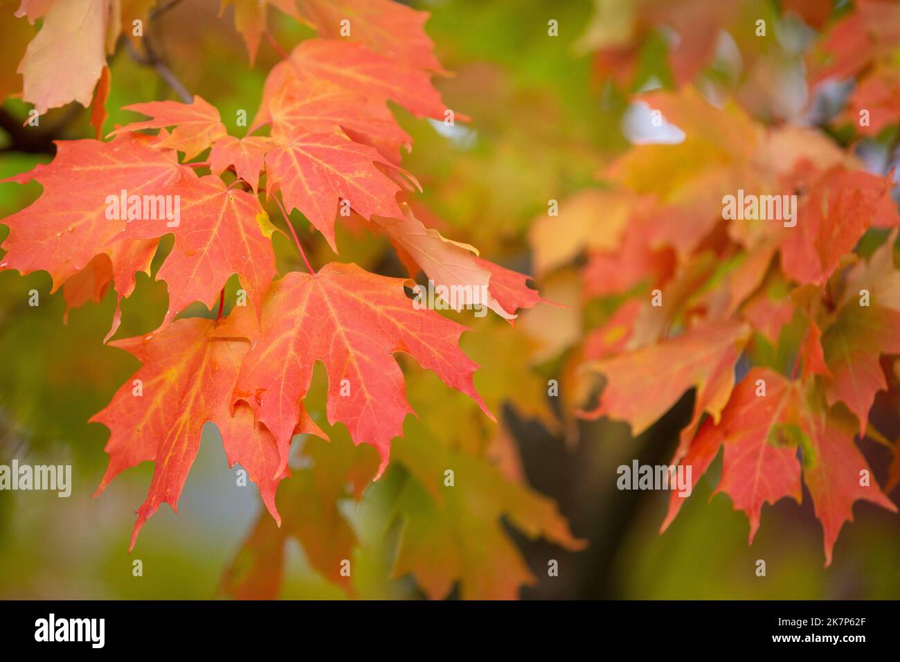 Vibrantes hojas otoñales en Kingston, Ontario. Foto de stock