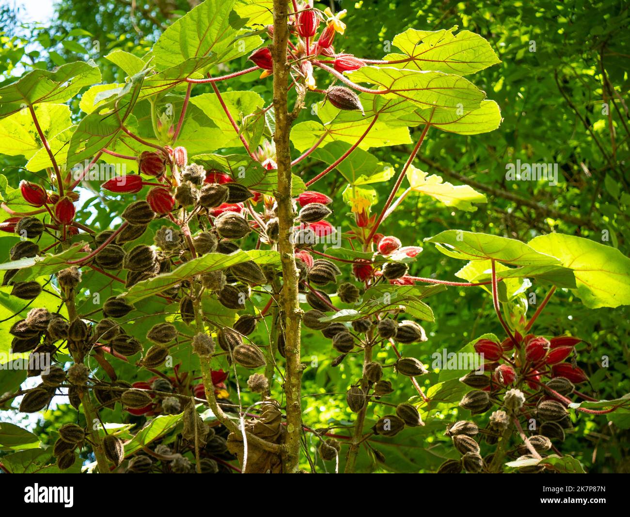 Uña de gato planta medicinal fotografías e imágenes de alta resolución -  Alamy