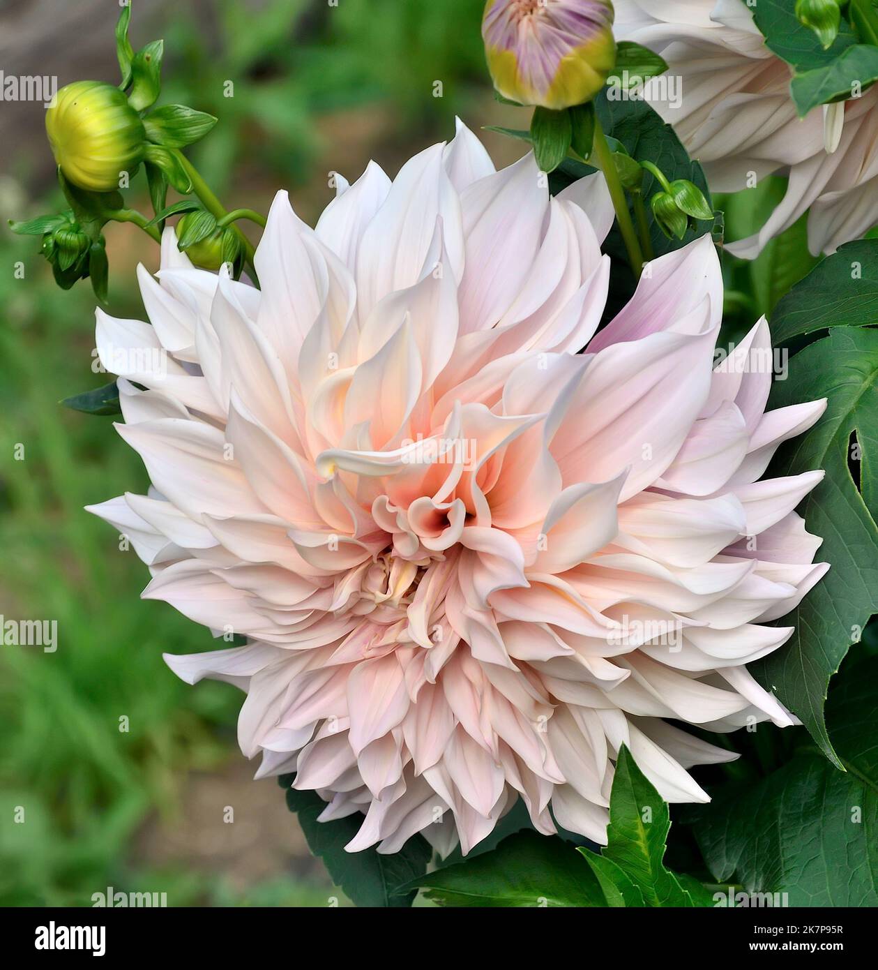 Increíble perfección de la variedad de flores de Dahlia Cafe au Lait creciendo en el jardín de verano de cerca. Decorativa color crema luz rosa dahlia flor, dinnerp Foto de stock