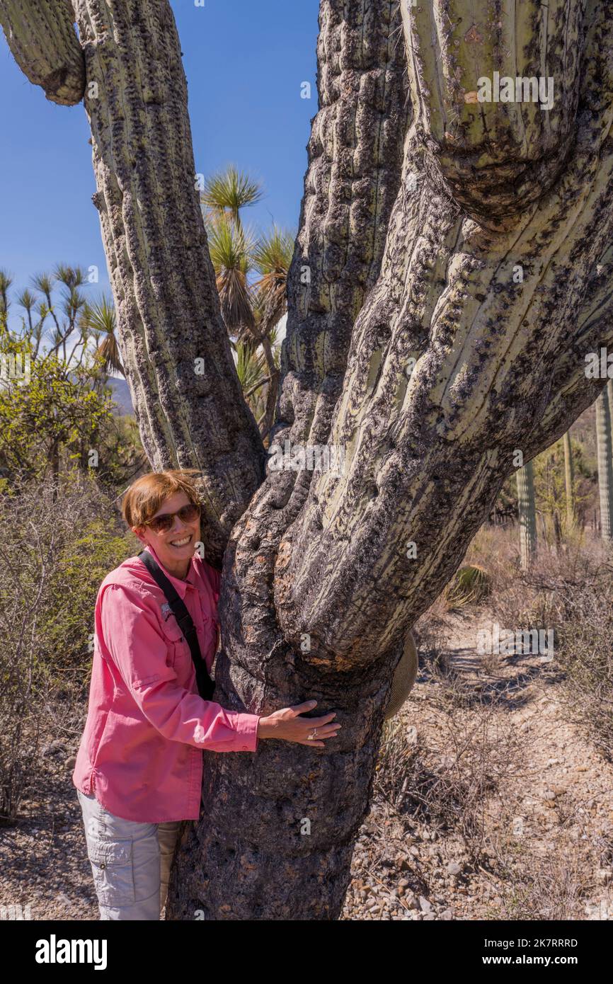 La Mujer Rubia Le Da Un Abrazo A Un Cactus Saguaro Foto de stock y