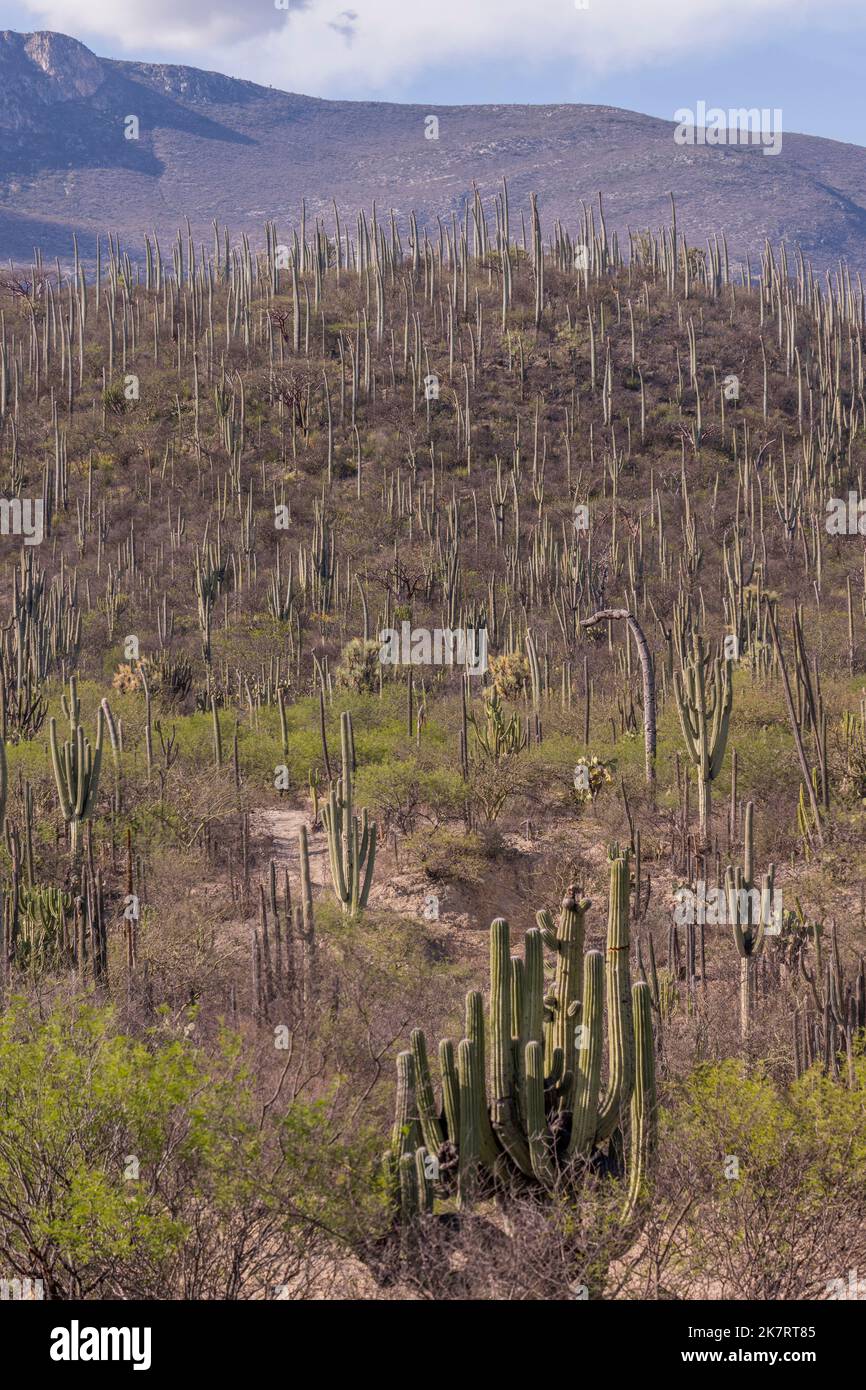 Paisaje con cactus en la Reserva de la Biosfera de TehuacanCuicatlán