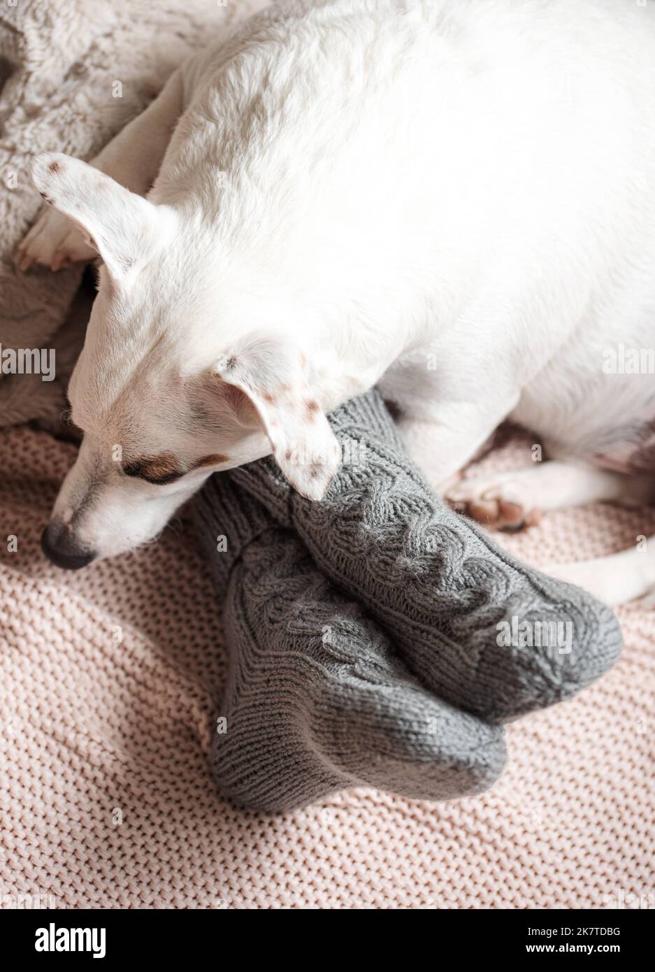 Piernas de una niña en calcetines abrigados de punto. Piernas femeninas en calcetines cálidos a cuadros. El perro duerme al lado de la chica. Concepto de temporada de calefacción Foto de stock