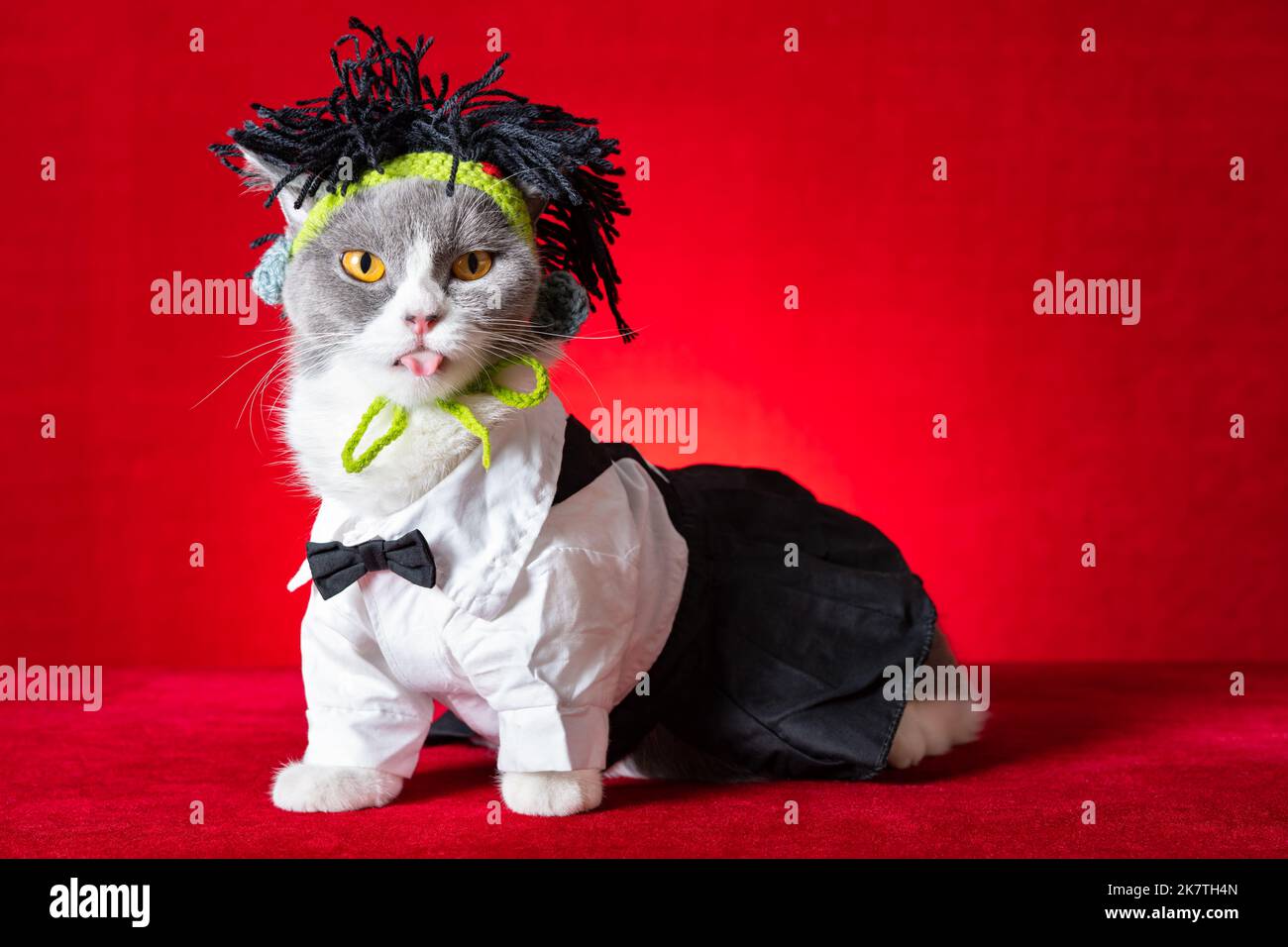 Peluca de gato fotografías de alta resolución - Alamy