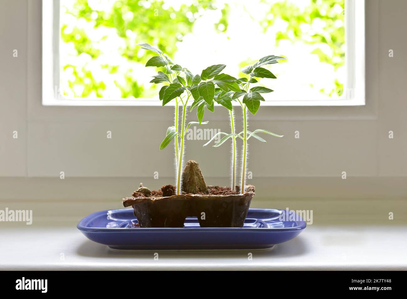 Instrucción paso a paso para las plantas de tomate de crecimiento económico de semillas en un alféizar de la ventana: 7. Quite la cubierta cuando las plantas jóvenes crecen a grande. Foto de stock