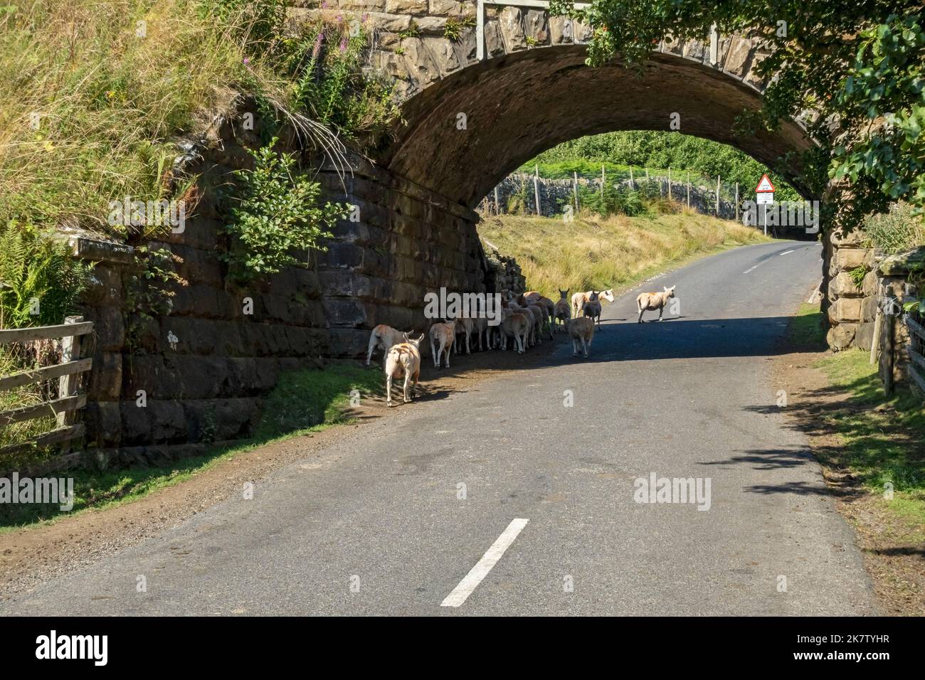 Rebaño ovejas vagando refugiándose de la sombra del calor bajo un puente en verano cerca de Goathland North York Moors National Park North Yorkshire Inglaterra Reino Unido Foto de stock
