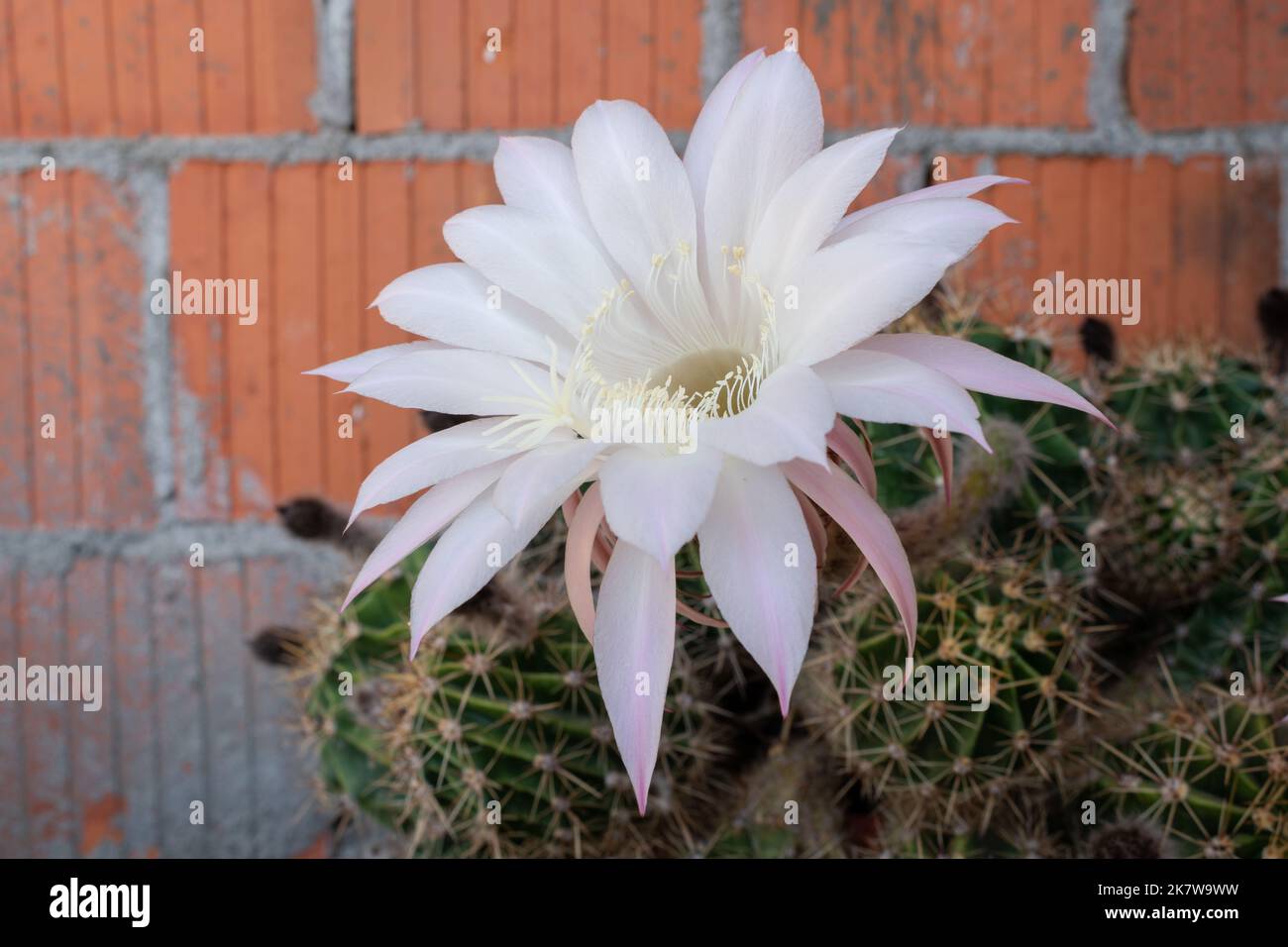 Flor de cactus grande fotografías e imágenes de alta resolución - Alamy