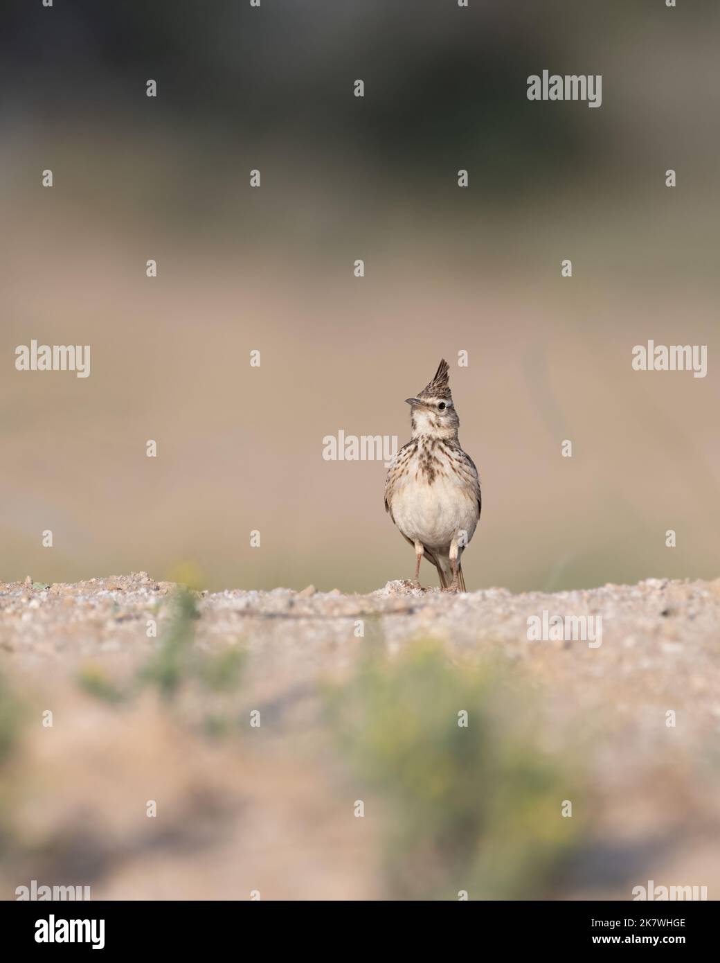 Una hermosa alarga de cresta (Galerida cristata) que se encuentra en el suelo en un ambiente desértico en Dubai, Emiratos Árabes Unidos. Foto de stock