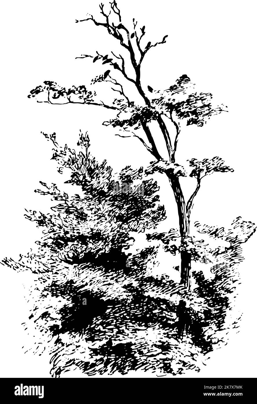 Dibujo de árbol en blanco y negro con pájaros sentados en las ramas