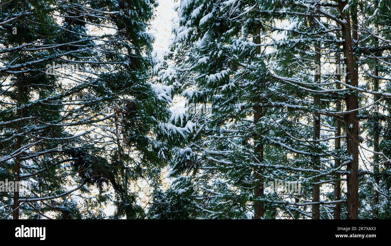 Vista de la nieve cubierta de heladas. Mágico bosque de invierno. Hermoso paisaje natural en el Jigokudani en la Prefectura de Nagano de Japón, a f Foto de stock