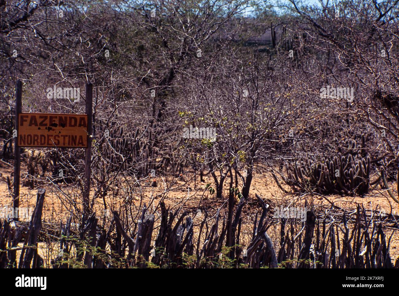 Caatinga biome, un bosque semiárido situado en el noreste de Brasil, extremadamente rico en recursos naturales. La región es uno de los paisajes naturales brasileños más amenazados y algunas zonas sufren de desertificación. Estado de Pernambuco. Foto de stock