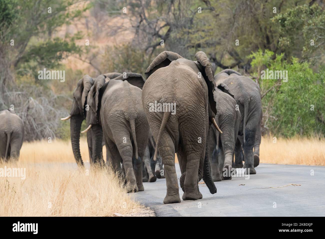 Rebaño, grupo, familia de elefantes africanos (Loxodonta africana) caminando uno detrás del otro en una carretera en el parque nacional Kruger, Sudáfrica Foto de stock