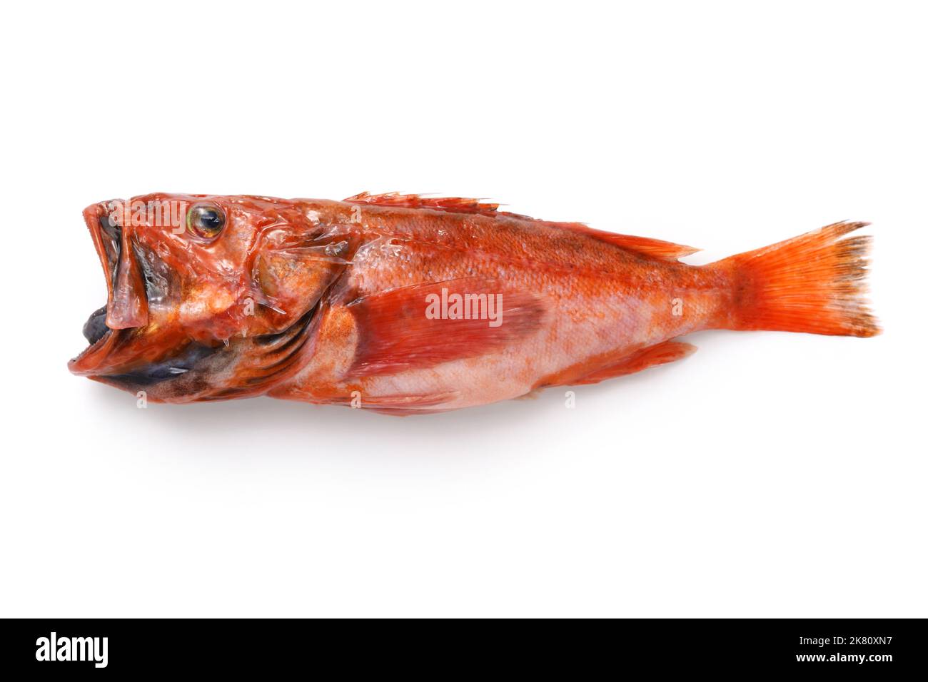Deliciosos peces de aguas profundas que todavía no son famosos (Red deepwater scorpionfish) aislados sobre fondo blanco Foto de stock