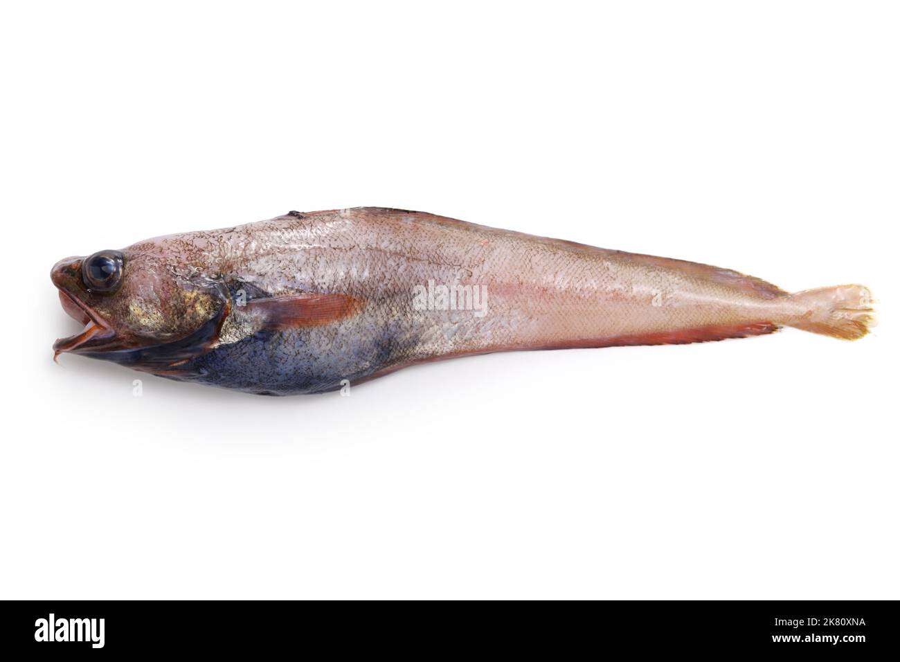 Deliciosos peces de aguas profundas que aún no son famosos (Physiculus inbarbatus) aislados sobre fondo blanco Foto de stock