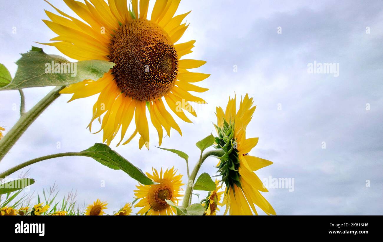 Girasoles de color amarillo brillante que crecen en el campo en un día  nublado Fotografía de stock - Alamy