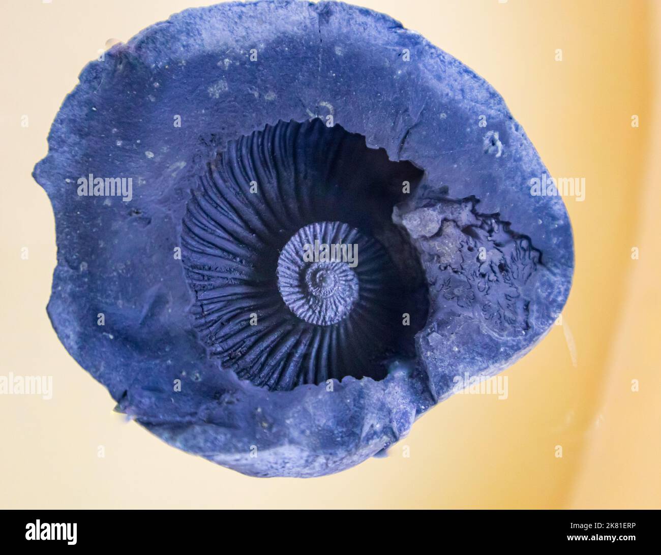 Los fósiles de las conchas se forman cuando un animal marino con una