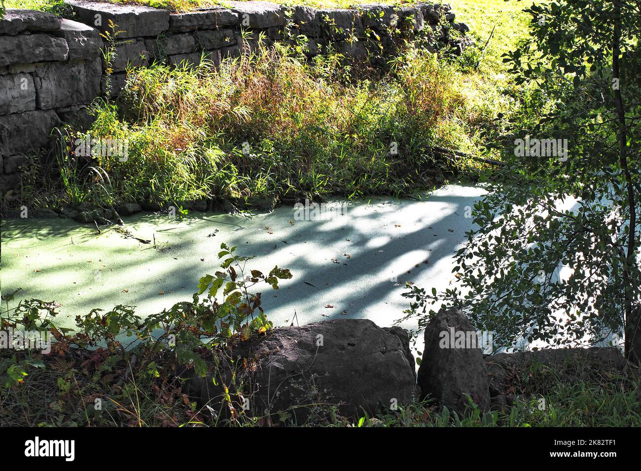 Algas verdeazuladas, también conocidas como Cyanobacteria, que cubren un arroyo en otoño Foto de stock