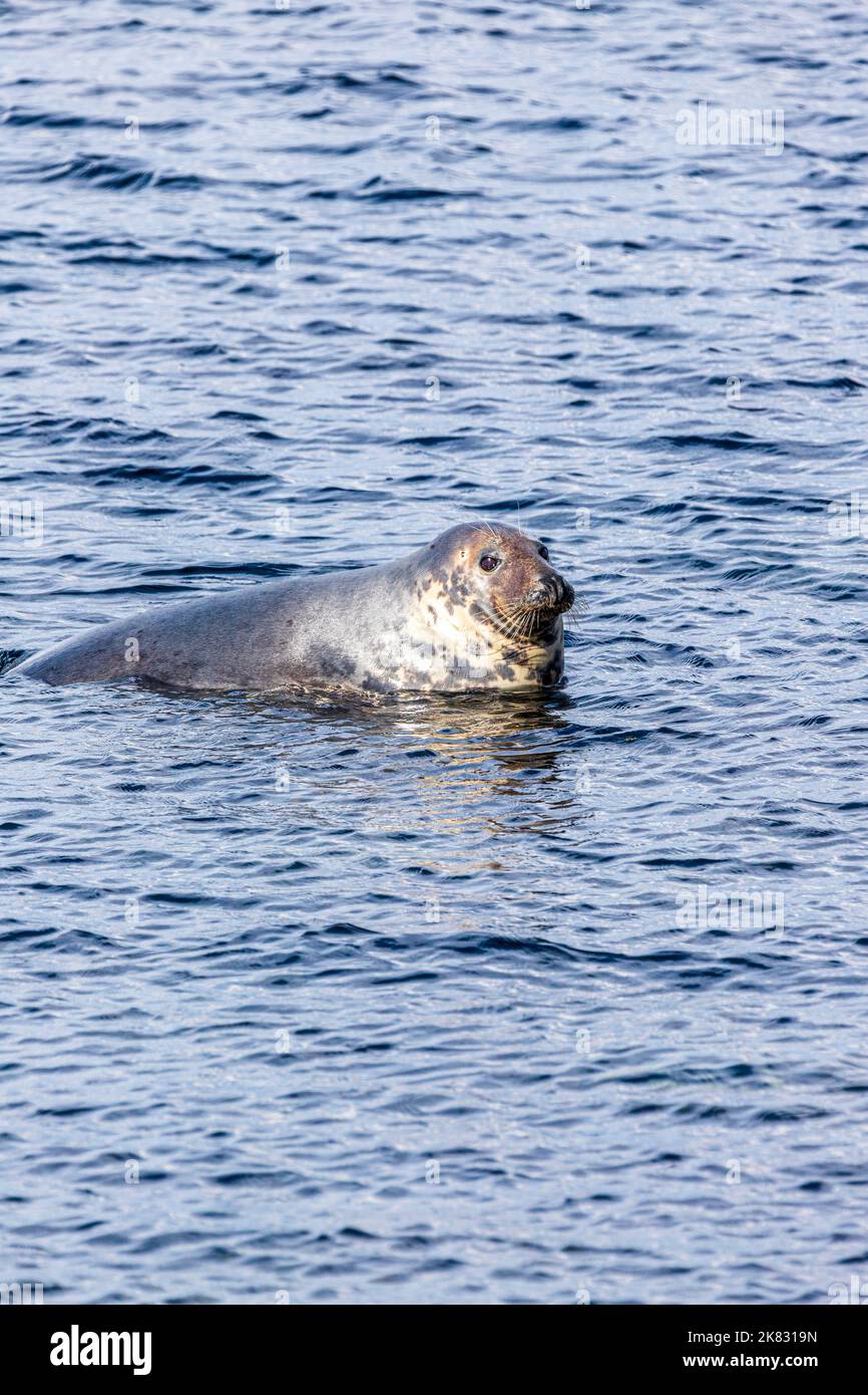 Una foca arrastró sobre una roca sumergida, pero se negó a moverse para una marea ascendente en Machrihanish en la península de Kintyre, Argyll & Bute, Escocia Reino Unido Foto de stock