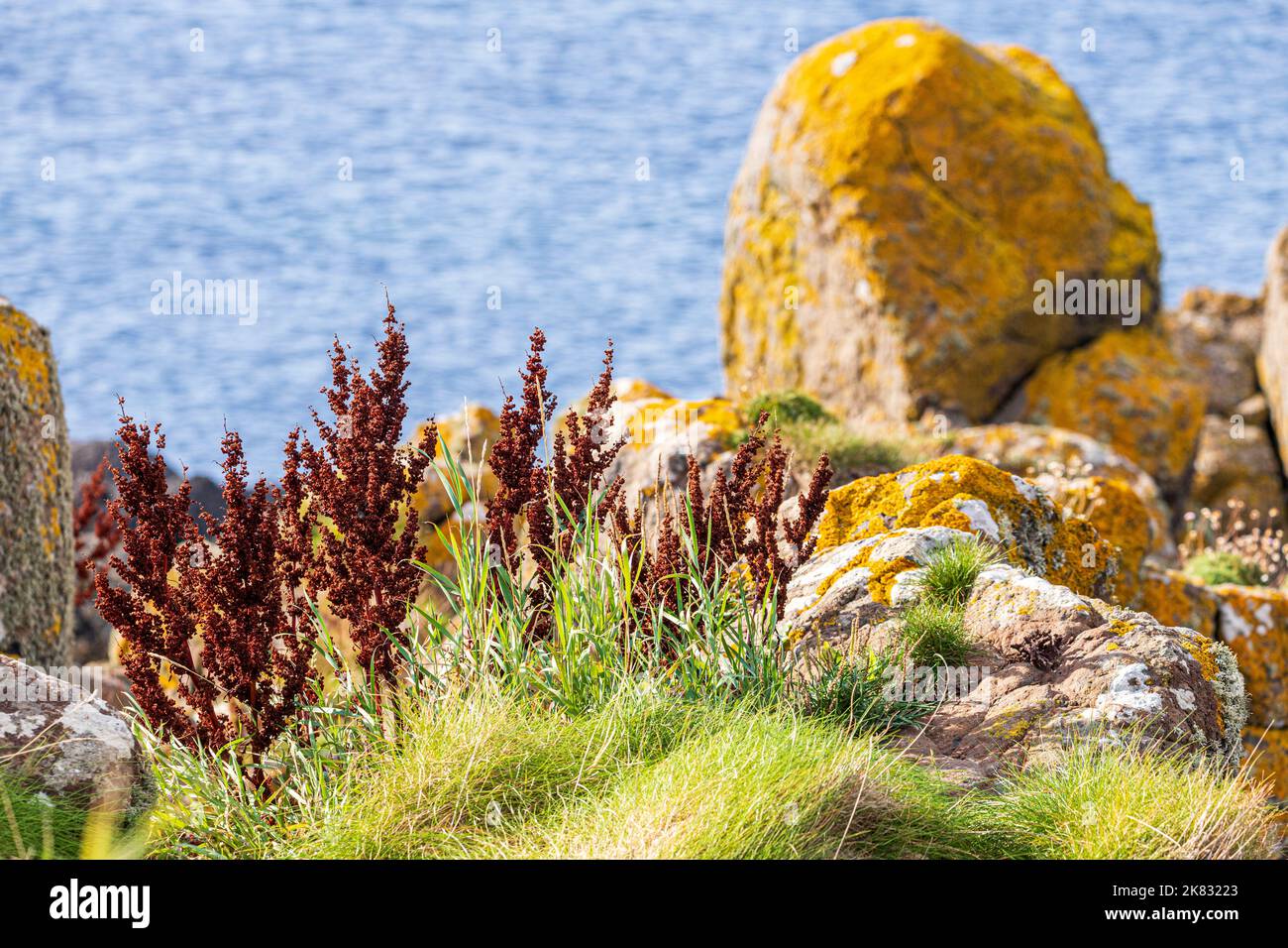 Muelle de Curly (Rumex crispus) Creciendo en la costa de Machrihanish en la península de Kintyre, Argyll & Bute, Escocia, Reino Unido Foto de stock