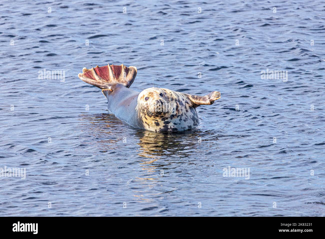 Una foca arrastró sobre una roca sumergida pero se negó a moverse para la marea ascendente en Machrihanish en la península de Kintyre, Argyll & Bute, Escocia Reino Unido Foto de stock