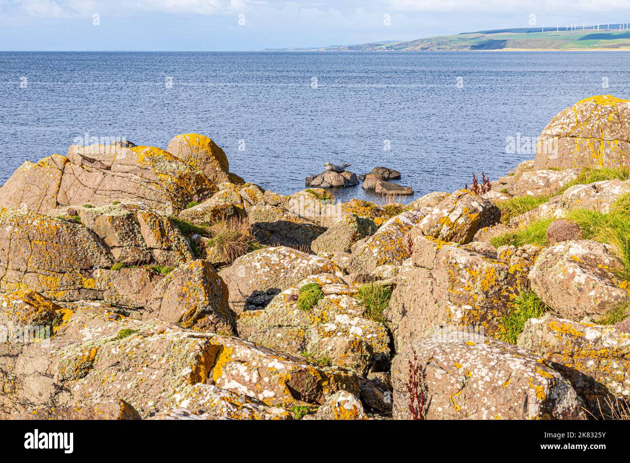 Liquen en rocas en la bahía de Machrihanish en la península de Kintyre, Argyll y Bute, Escocia Reino Unido - Observe el sello transportado. Foto de stock