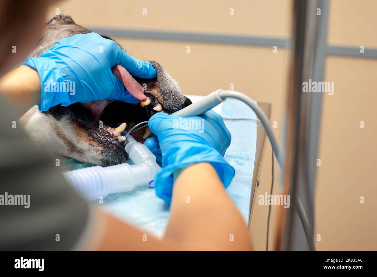 Odontología veterinaria. Cirujano dentista veterinario trata y elimina
