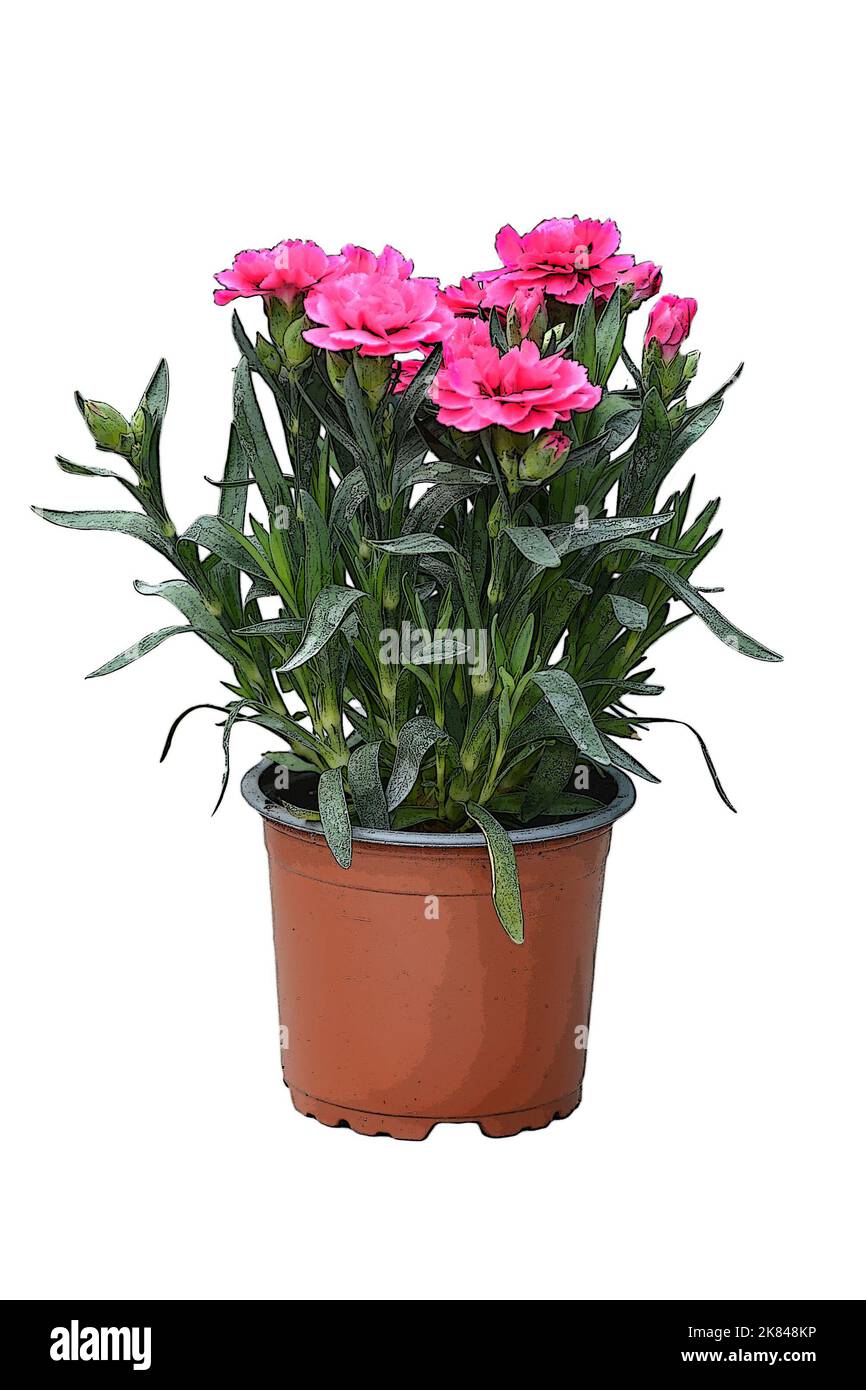 Ilustración de la mini clavel en maceta aislada sobre fondo blanco