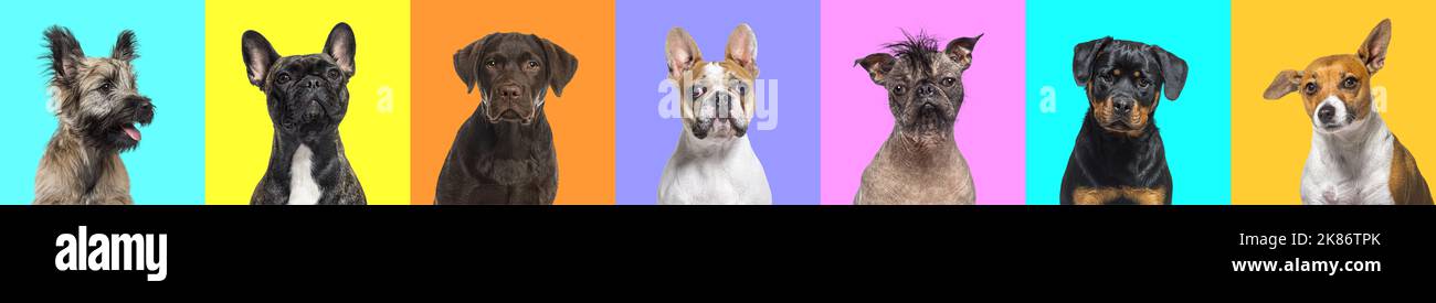 Banner, Collage de múltiples fotos de retratos de cabeza de perros sobre un fondo multicolor de colores brillantes Foto de stock