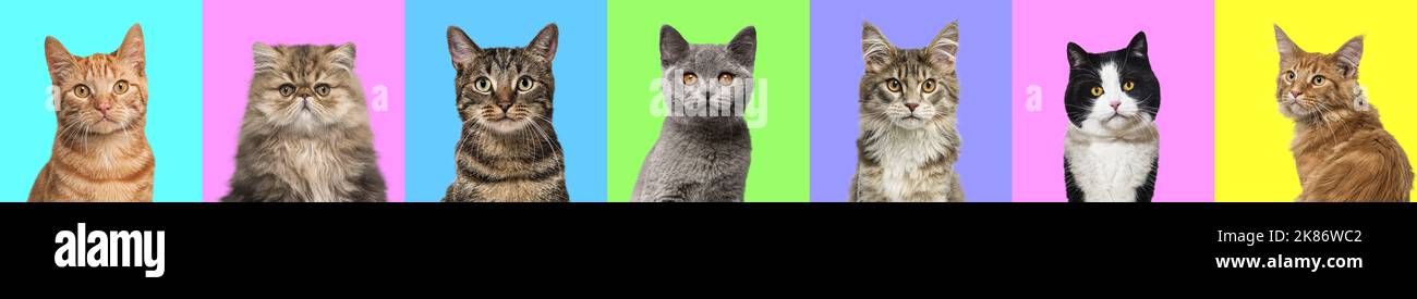 Banner, Collage de múltiples fotos de retratos de cabeza de gatos sobre un fondo multicolor de una multitud de colores brillantes diferentes. Foto de stock