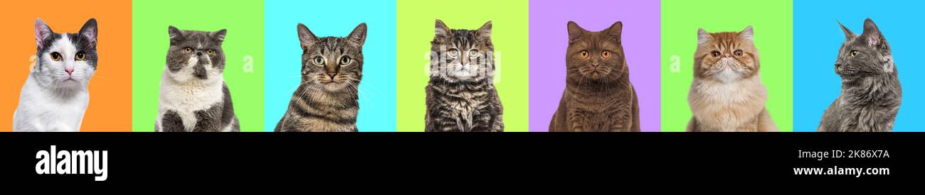 Banner, Collage de múltiples fotos de retratos de cabeza de gatos sobre un fondo multicolor de una multitud de colores brillantes diferentes. Foto de stock