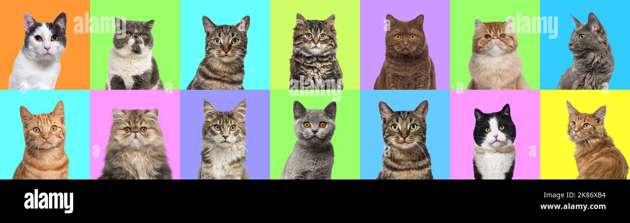 Collage de múltiples fotos de retratos de cabezas de gatos sobre un fondo multicolor de una multitud de colores brillantes diferentes. Foto de stock