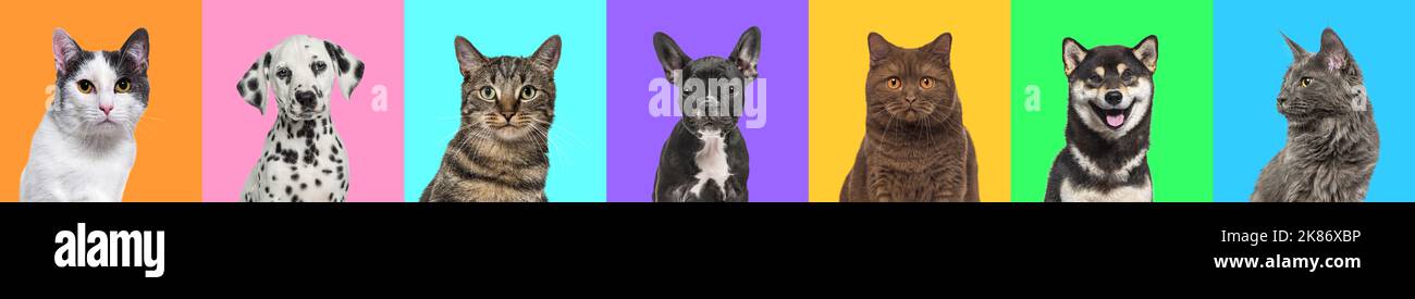 Banner, Collage de múltiples fotos en la cabeza de perros y gatos sobre un fondo multicolor de una multitud de colores brillantes diferentes. Foto de stock