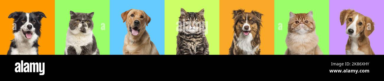 Collage de múltiples fotos de fotos de perros y gatos sobre un fondo multicolor de una multitud de colores brillantes diferentes. Banner Foto de stock