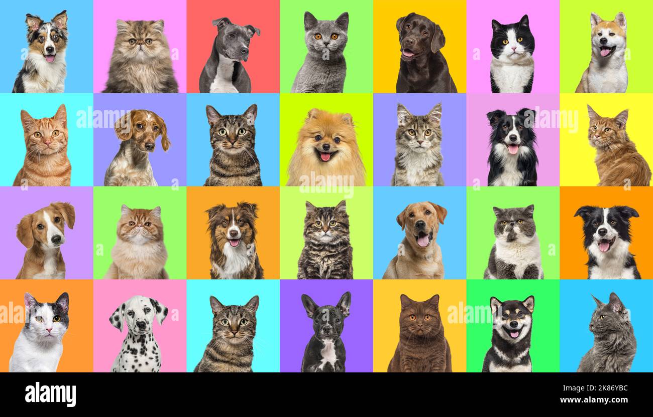 Collage de múltiples fotos de fotos de perros y gatos sobre un fondo multicolor de una multitud de colores brillantes diferentes. Foto de stock