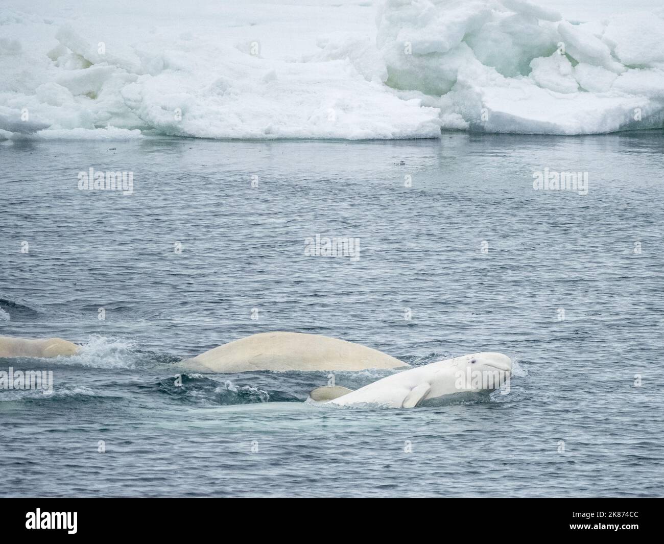 Una pequeña vaina de ballenas beluga (Delphinapterus leucas), compuesta por varios machos y una hembra solitaria, Svalbard, Noruega, Europa Foto de stock