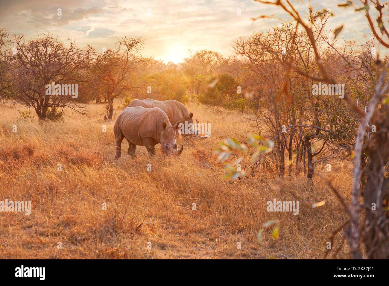 Par de rinocerontes negros en peligro de extinción que se encuentran juntos Foto de stock