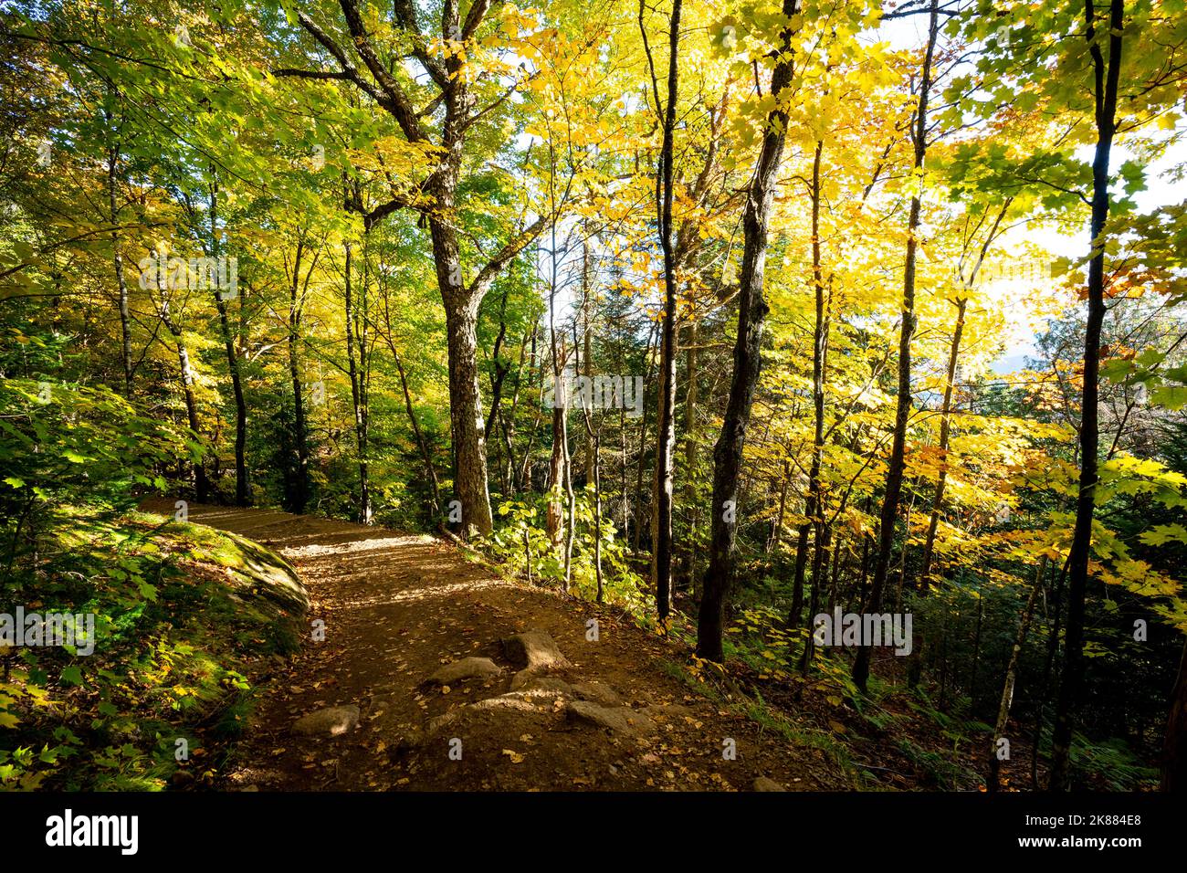 Hermoso bosque con coloridas hojas otoñales al atardecer en el parque nacional Foto de stock