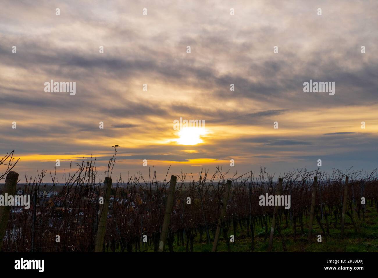Blick über den Weinberg im Sonnenuntergang Foto de stock