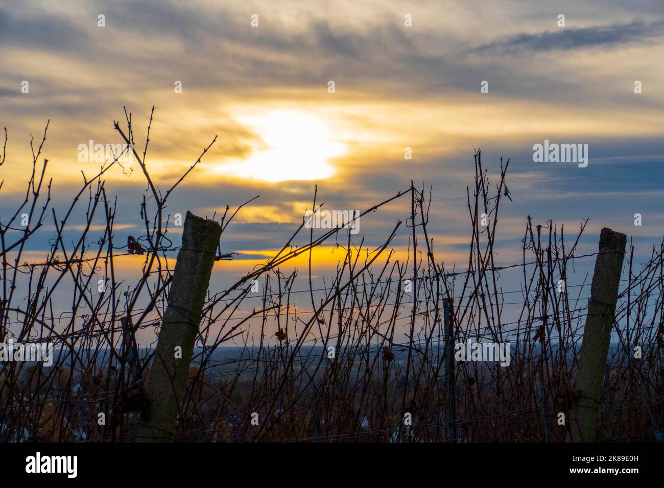 Blick über den Weinberg im Sonnenuntergang Foto de stock