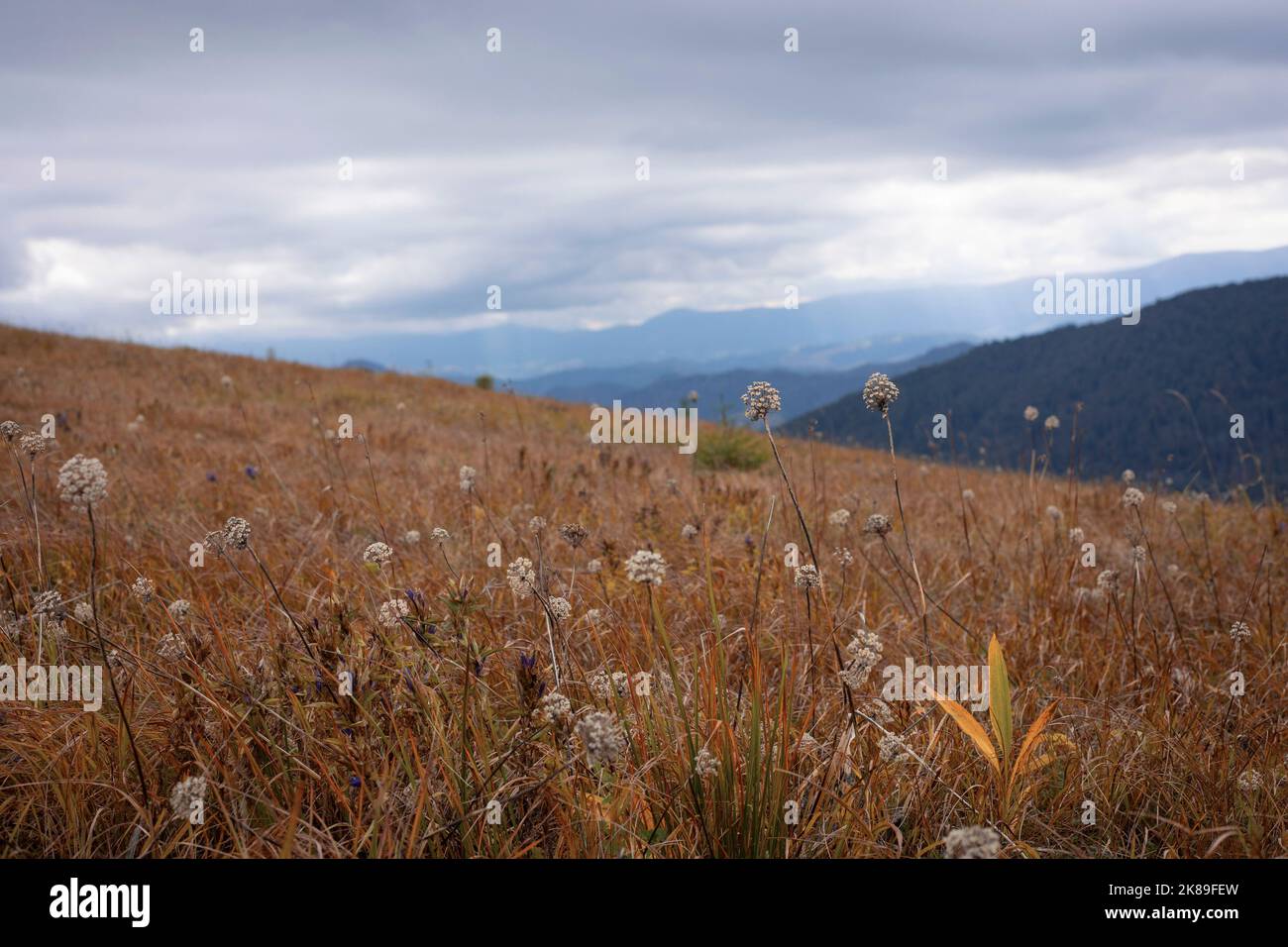 hermoso paisaje montañoso de los cárpatos con flores en primer plano. Cárpatos ucranianos Foto de stock