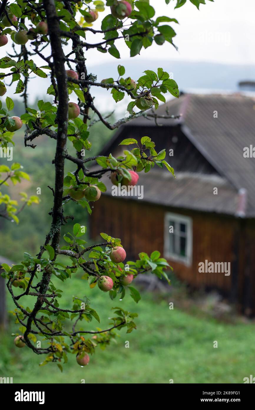 rama de manzano con el telón de fondo de una casa en las montañas Foto de stock