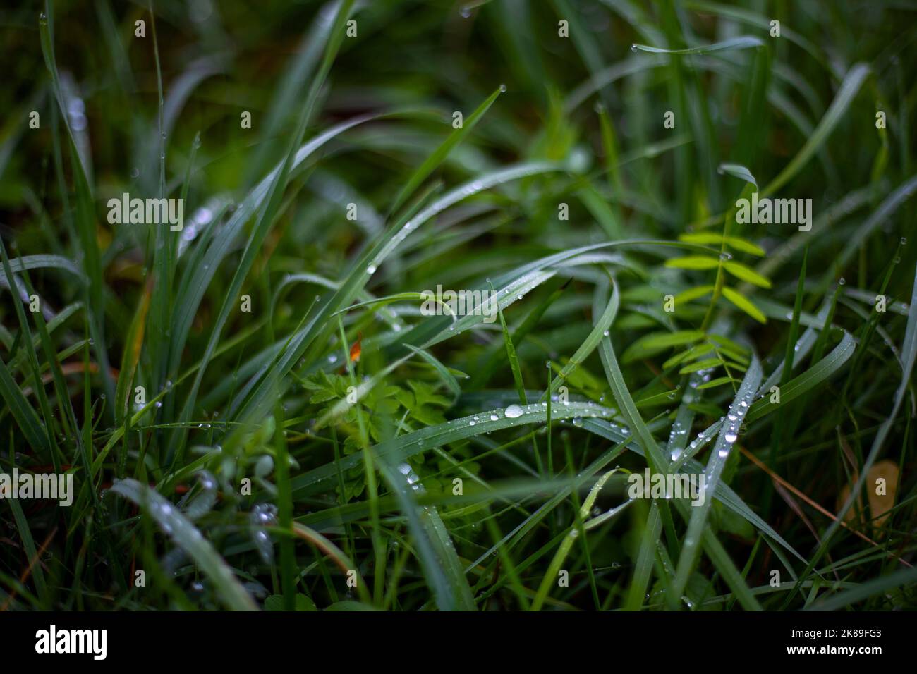 hierba con rosi gotas - hermoso fondo Foto de stock