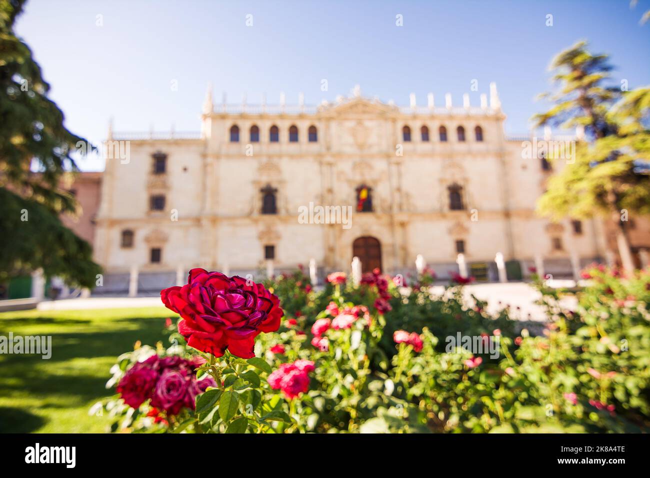 Fachada del edificio del Colegio de San Ildefonso, sede de la Universidad de Alcalá de Henares y jardín de rosas en primer plano Foto de stock