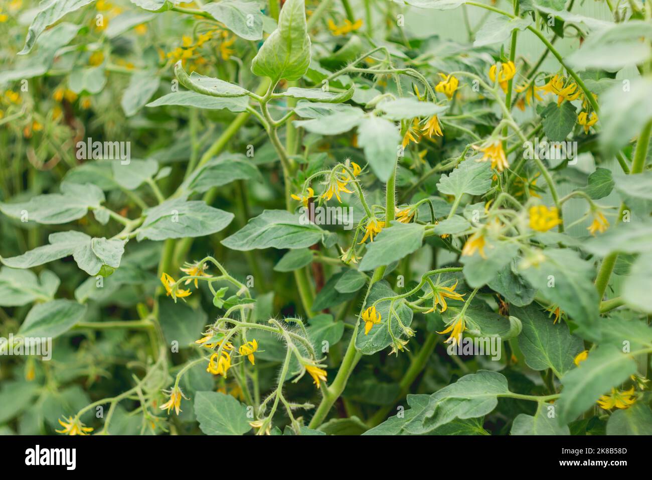 Flores amarillas de tomates sobre arbusto. Jardinería al aire libre. La agricultura en el terreno personal. Cultivo de verduras orgánicas en invernaderos y al aire libre. Foto de stock