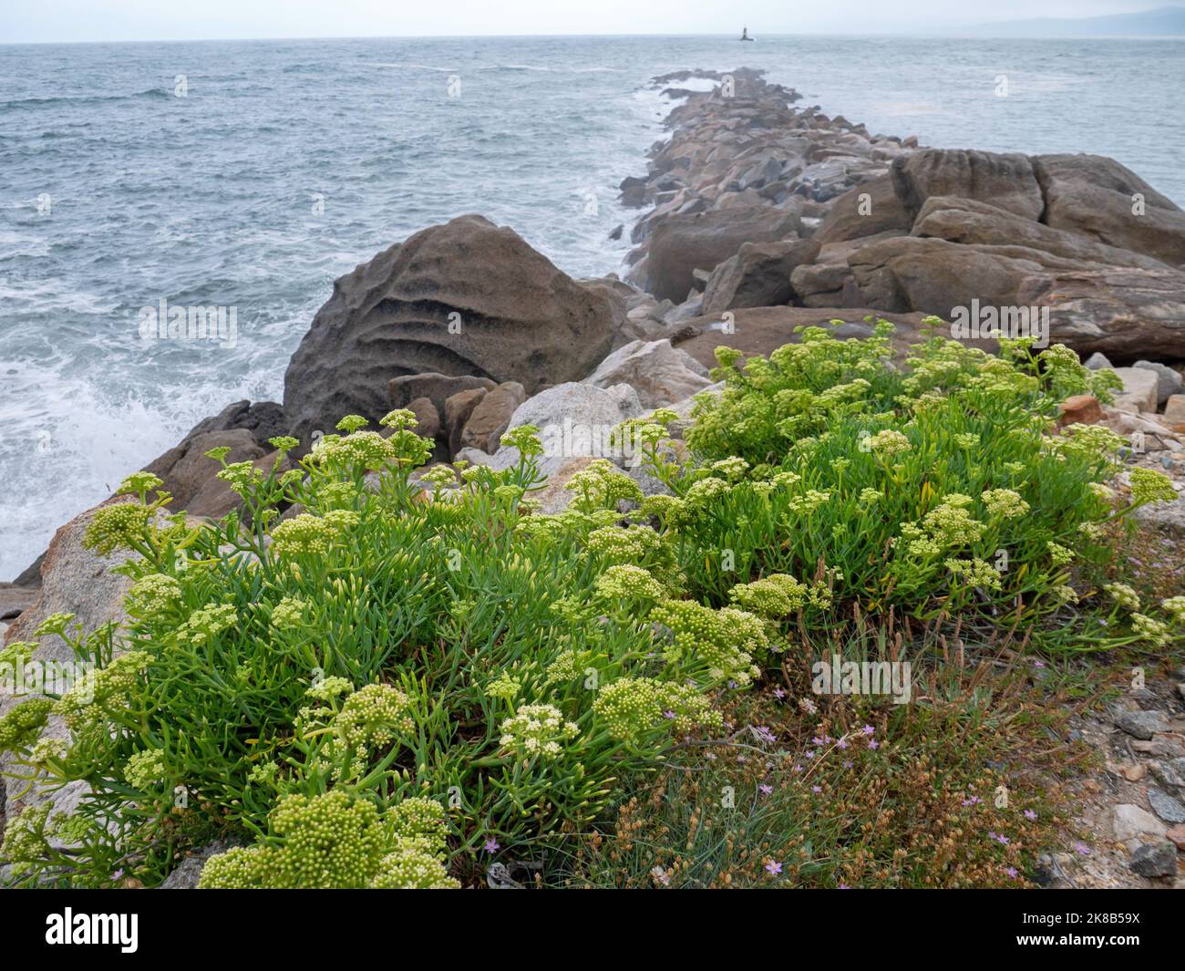 Crithmum maritimum, zafiro de roca o hinojo de mar o plantas suculentas de flores de zafiro en la rompeza de piedra en la costa cerca del faro de Burela, GA Foto de stock