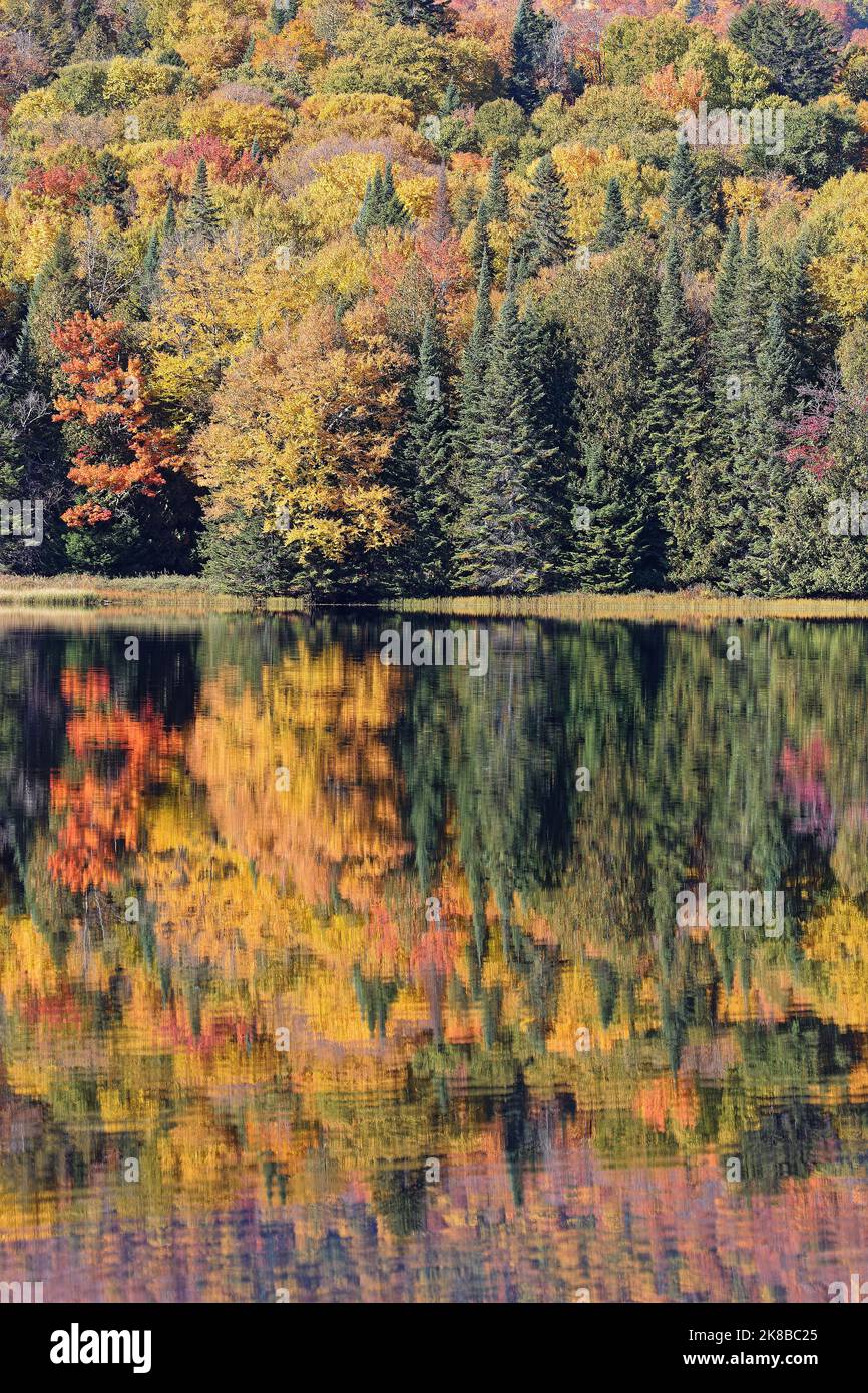 Reflejos perfectos de los colores otoñales en el Lago Monroe, el Parque Nacional Mont-Tremblant, Quebec Foto de stock