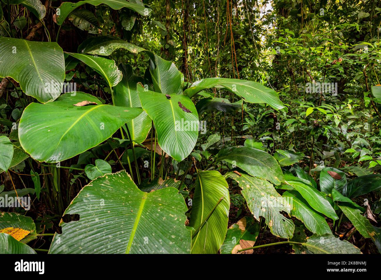 Bosque tropical de Panamá. Bocas del Toro. Bastimentos. Paisaje Exótico