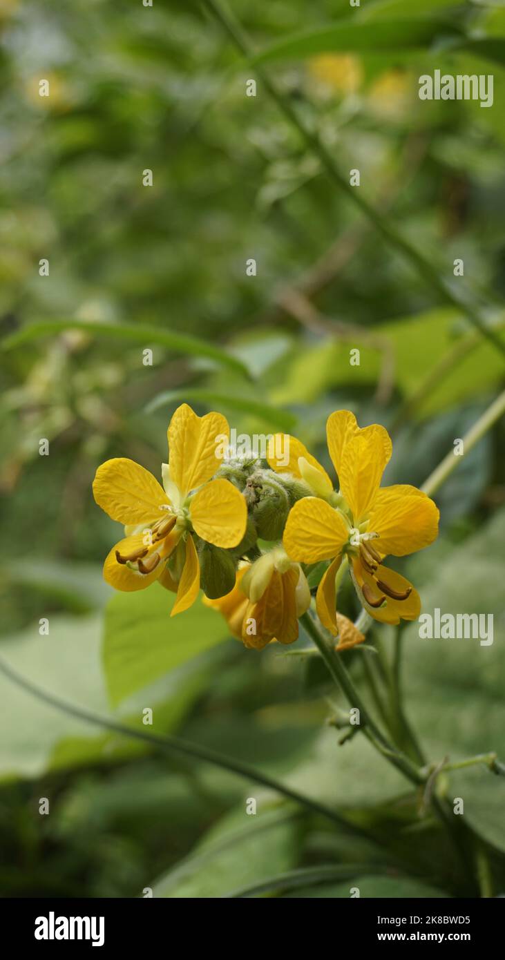 Hermosas flores amarillas de Senna hirsuta también conocido como Woolly o Hairy senna junto con hojas verdes de fondo. Formato móvil o modo vertical Foto de stock