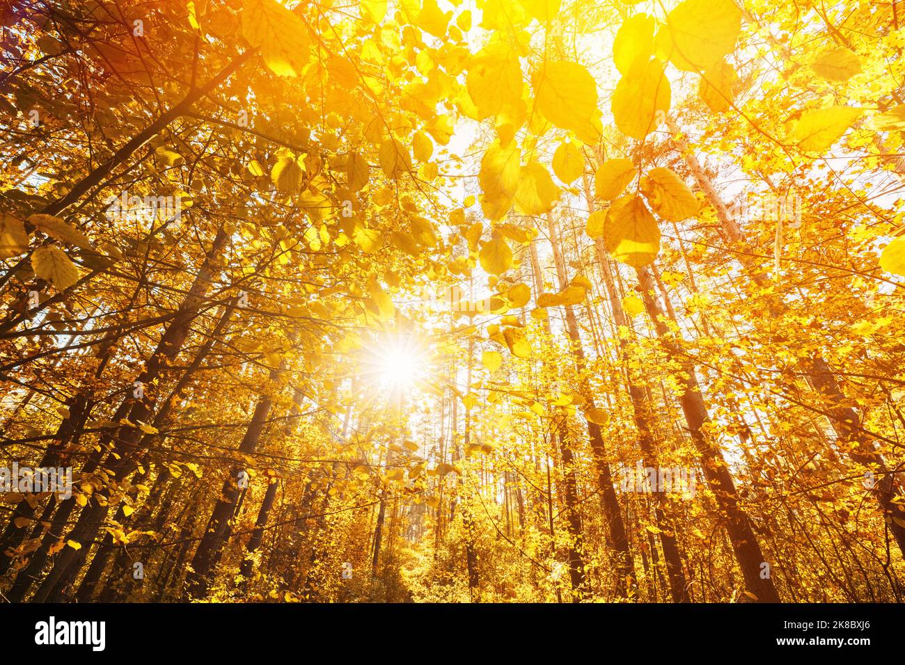 Bosque de otoño brillante durante la hermosa noche de puesta de sol. Sol Luz solar a través de bosques y árboles en otoño paisaje forestal. Rayos de sol en el bosque de otoño Foto de stock