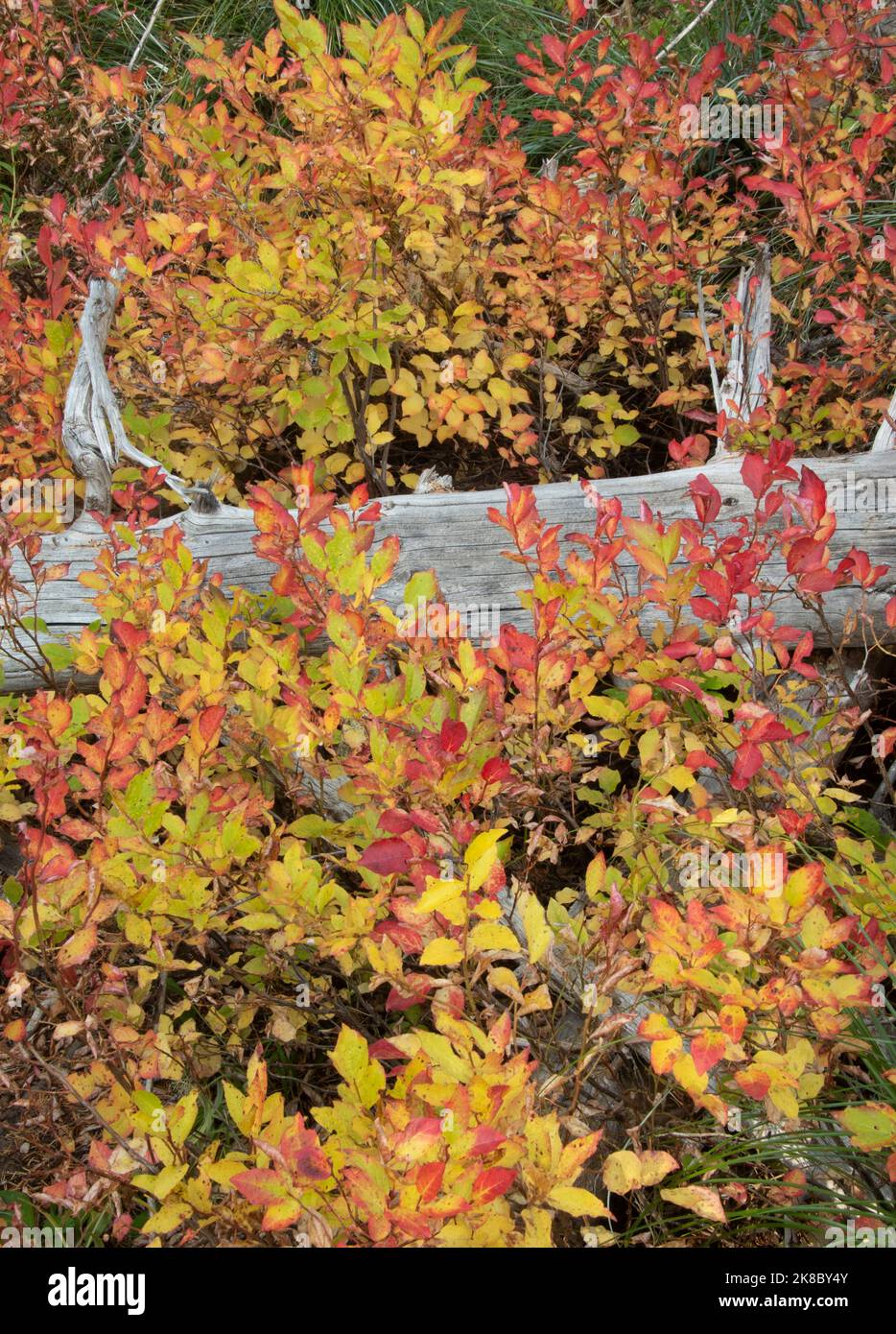 Colores otoñales en arbustos silvestres de arándanos, Mt. Hood, Oregón Foto de stock
