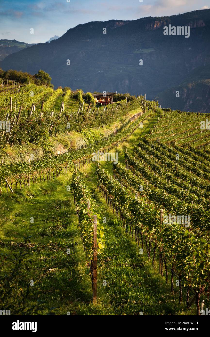 Los viñedos cubren las laderas montañosas al oeste de Bolzano en las Dolomitas de Italia. Foto de stock